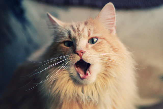 九游网游官网-_追梦青少足球季：开启未来足球之门_，追梦足球放飞梦想