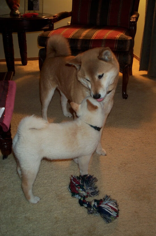 “德甲战火再起,争冠局势日益明朗”,德甲晋级