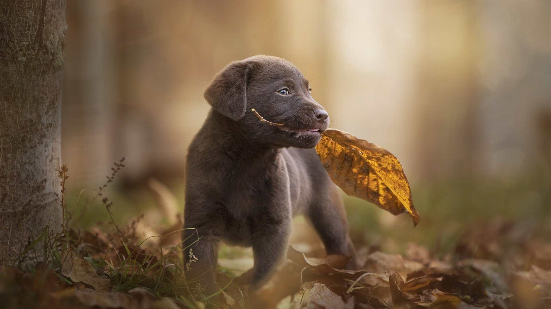 《路透社》:巴西女足在奥运会半决赛中击败西班牙,女足对巴西奥运会